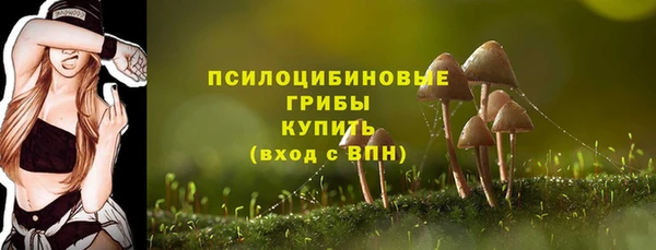 прущие грибы Нефтекумск